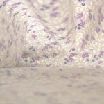 Photo3: ➖ 減價｜‼️ 不享 滿 $250 包郵 ‼️不享 滿 $600 減 $30｜💢紫 0.5y 現貨｜🇹🇼 台灣布｜薄棉｜古典龍葵紋樣 (3)