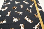 Photo2: 【1米 價格】🟡日本製｜💢 非 現貨｜100% 棉 ~ 牛津布｜動物 貓 三色貓 calico cat｜2025年 5月 (2)
