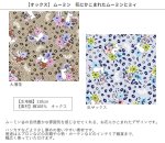 Photo2: 【1米 價格】🔵日本製｜💢 非 現貨｜100% 棉 ~ 牛津布｜Moomin 姆明｜2026年 2月 (2)