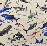 Photo3: 🦈海洋生物【日本選物｜預訂商品（約 20 日到港）】🟤日本製｜100% 棉 牛津布｜大白鯊、鯨鯊、虎鯊、鋸鮫、虎鯨、海豚、蝠鱝、海龜｜2026年 10月 (3)